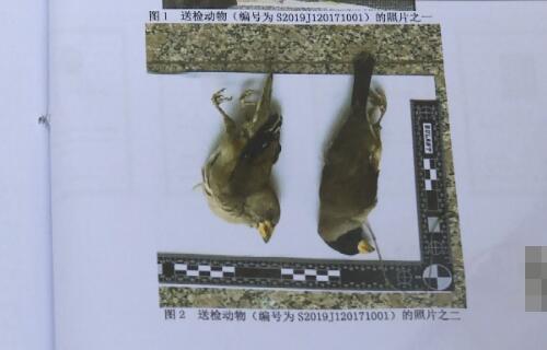 为牟私利非法捕鸟92只宿迁叔侄二人被判刑 社会 西楚网 宿迁综合门户网站 国内有影响的地市重点新闻网站